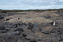 3587 Albatross nesting grounds